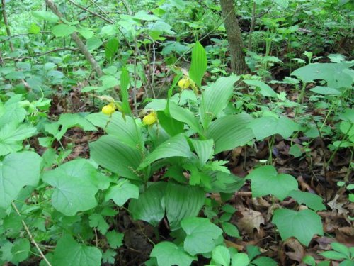 Yellow Lady's Slipper (Cypripedium pubescens)