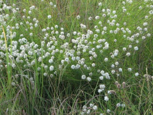 Roundhead Prairie Clover (Dalea multiflora)