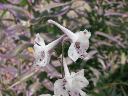 Plains Larkspur (Delphinium virescens)