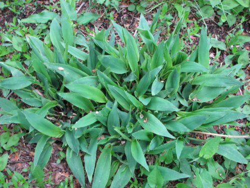 Deertongue Panicgrass (Dichanthelium clandestinum)