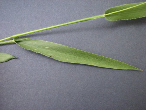 Leiberg's Panicgrass (Dichanthelium leibergii)