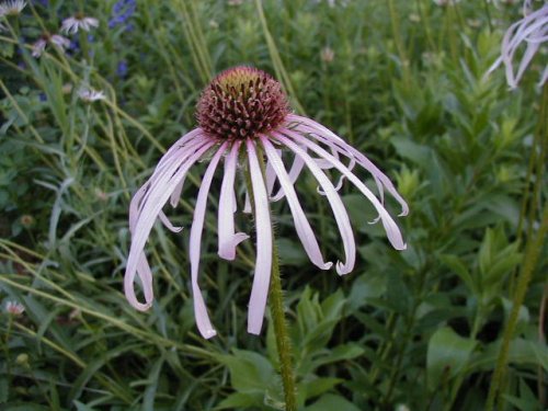 Pale Coneflower (Echinacea pallida)