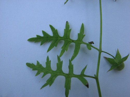 Waterpod (Ellisia nyctelea)