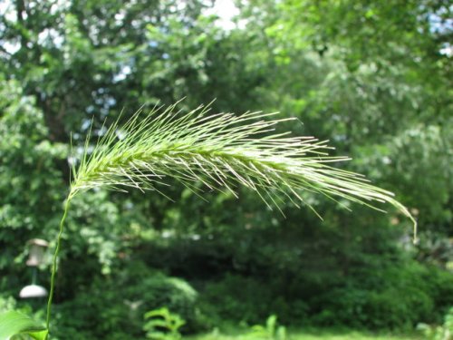 Hairy Wild Rye (Elymus villosus)