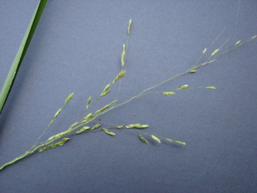 Rice Cutgrass (Leersia oryzoides)