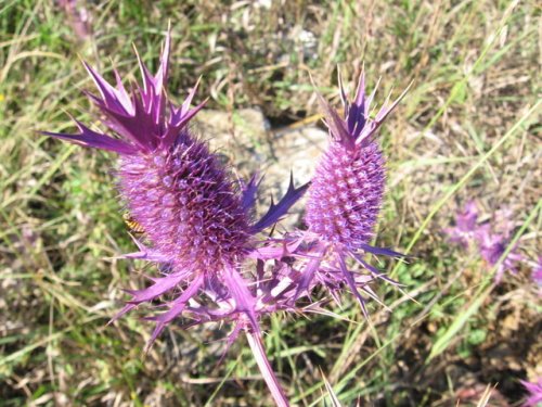 Leavenworth Eryngo (Eryngium leavenworthii)