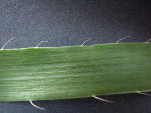 Rattlesnake Master (Eryngium yuccifolium)