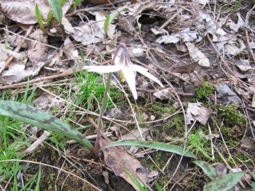 White Fawn Lily (Erythronium albidum)