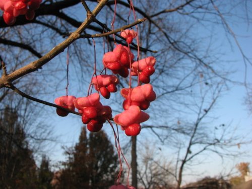 Eastern Wahoo (Euonymus atropurpureus)