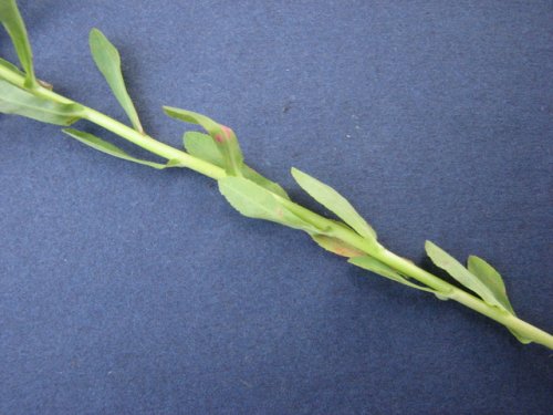 Warty Spurge (Euphorbia spathulata)