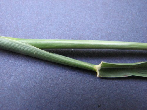 Meadow Mountain Fescue (Schedonorus pratensis)