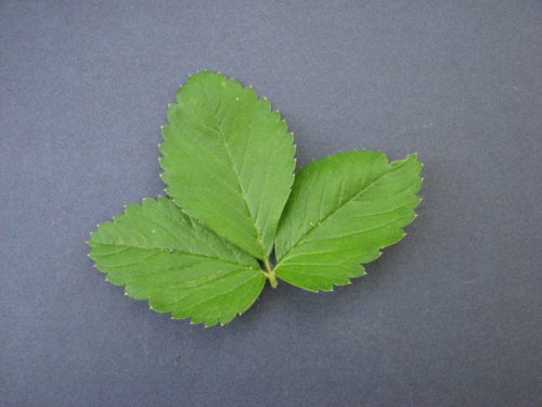 Wild Strawberry (Fragaria virginiana)