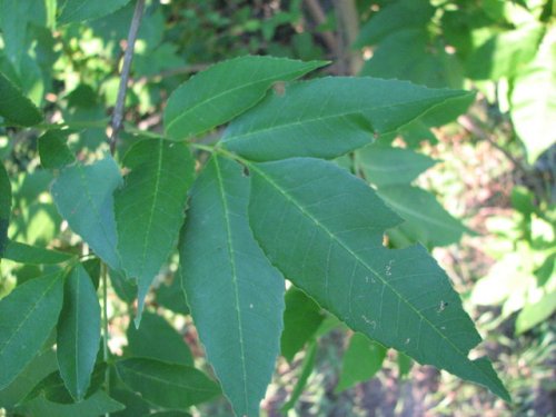 Green Ash (Fraxinus pennsylvanica)