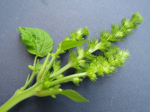 Rough pod copperleaf (Acalypha ostryifolia)