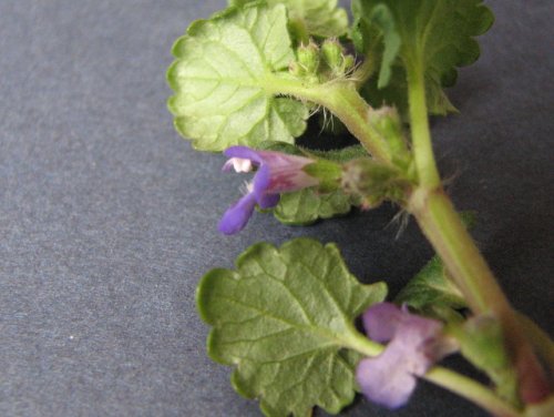 Ground Ivy (Glechoma hederacea)