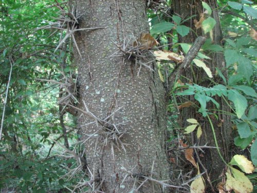 Honey Locust (Gleditsia triacanthos)