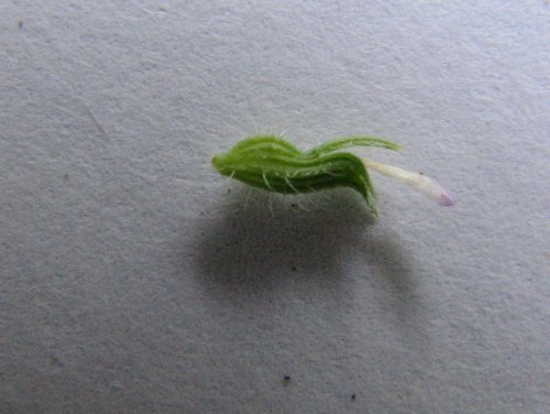 Rough False Pennyroyal (Hedeoma hispida)