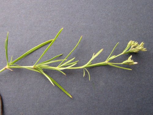 Narrowleaf Bluets (Hedyotis nigricans)