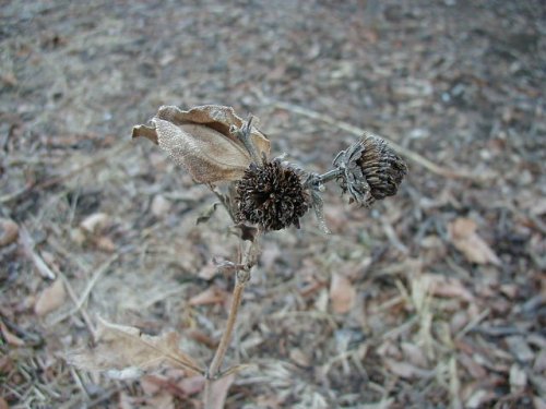 Hairy Sunflower (Helianthus hirsutus)