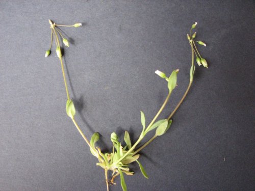 Jagged Chickweed (Holosteum umbellatum)