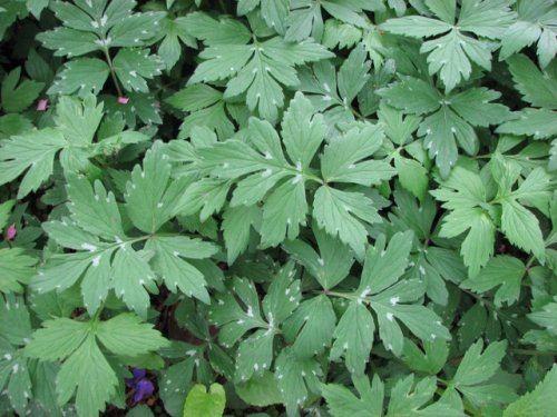 Virginia Waterleaf (Hydrophyllum virginianum)