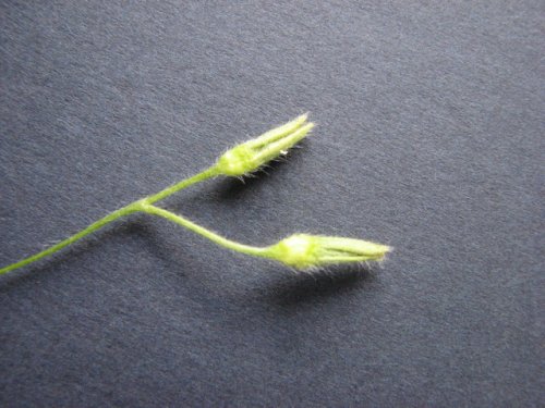 Yellow Stargrass (Hypoxis hirsuta)