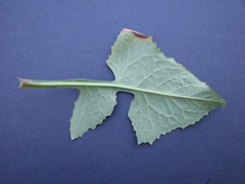 Florida Lettuce (Lactuca floridana)