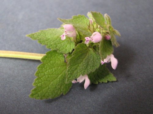 Purple Deadnettle (Lamium purpureum)