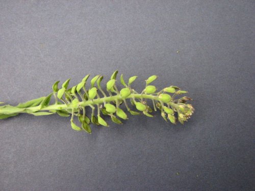 Field Peppergrass (Lepidium campestre)