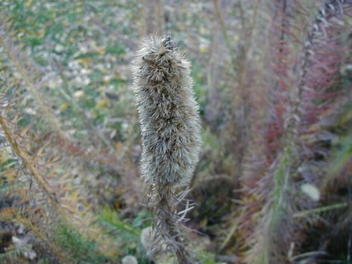 Thickspike Gayfeather (Liatris pycnostachya)