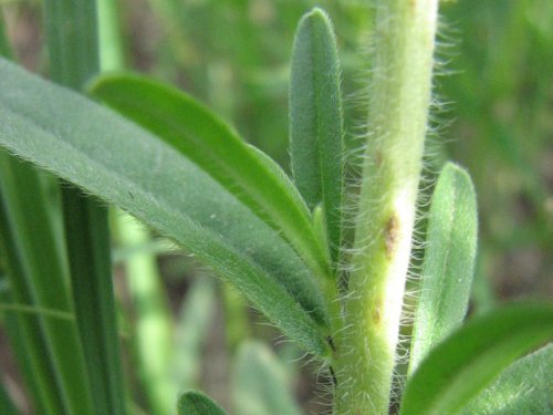 Hoary Puccoon (Lithospermum canescens)