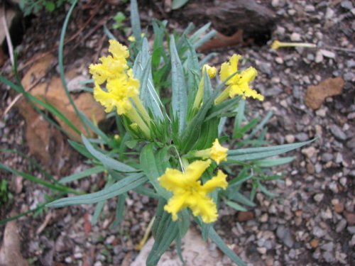 Fringed Puccoon (Lithospermum incisum)