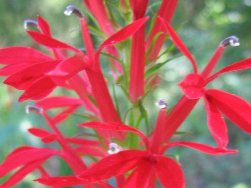 Cardinal Flower (Lobelia cardinalis)