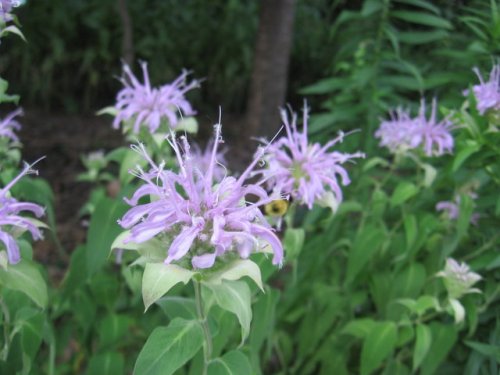 Mint-leaf Beebalm (Monarda fistulosa)