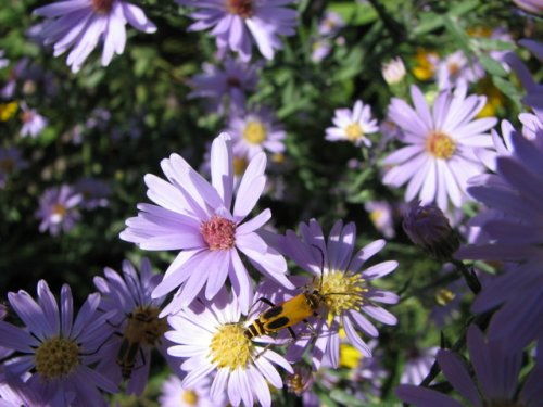 Smooth blue aster (Aster laevis)