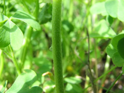 Gray-green Wood Sorrel (Oxalis dillenii)