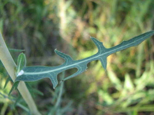 Willow Leafed Lettuce (Lactuca saligna)