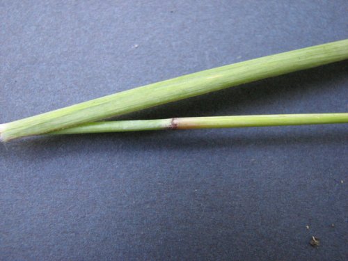 Switchgrass (Panicum virgatum)