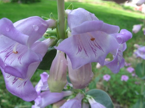 Large-flower beardtongue (Penstemon grandiflorus)