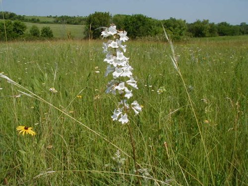 Tube Beardtongue (Penstemon tubiflorus)