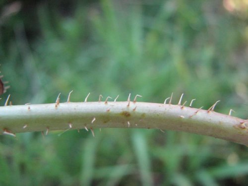 Prickly Lettuce (Lactuca serriola)