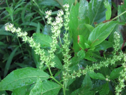 Ditch Stonecrop (Penthorum sedoides)