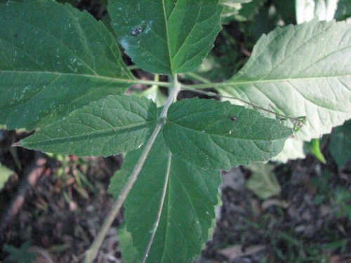 American Lopseed (Phryma leptostachya)