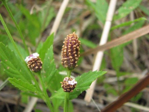 Lanceleaf Fogfruit (Phyla lanceolata)