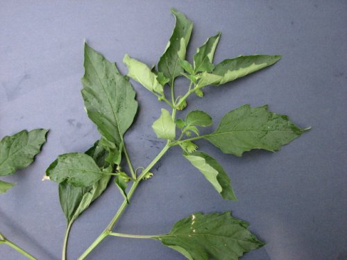 Long Leaf Ground Cherry (Physalis longifolia)