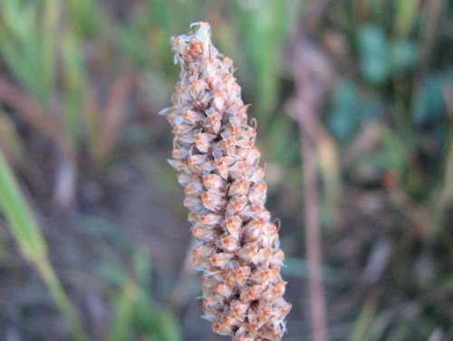 English Plantain (Plantago lanceolata)