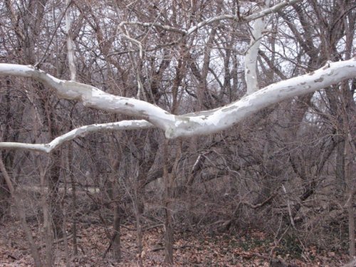 Common Sycamore (Platanus occidentalis)