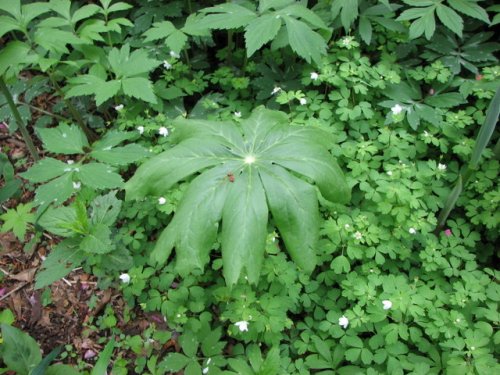 May Apple (Podophyllum peltatum)