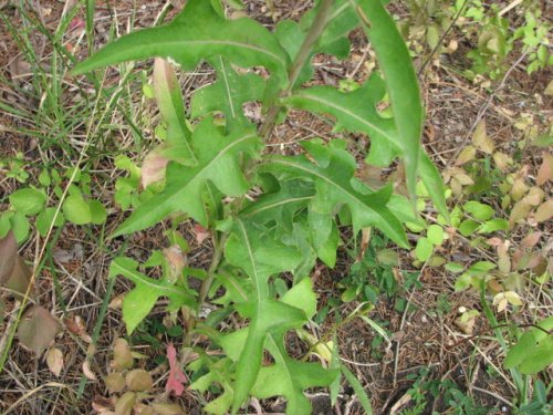 Canada Lettuce (Lactuca canadensis)