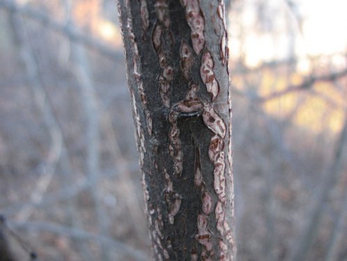 Choke Cherry (Prunus virginiana)